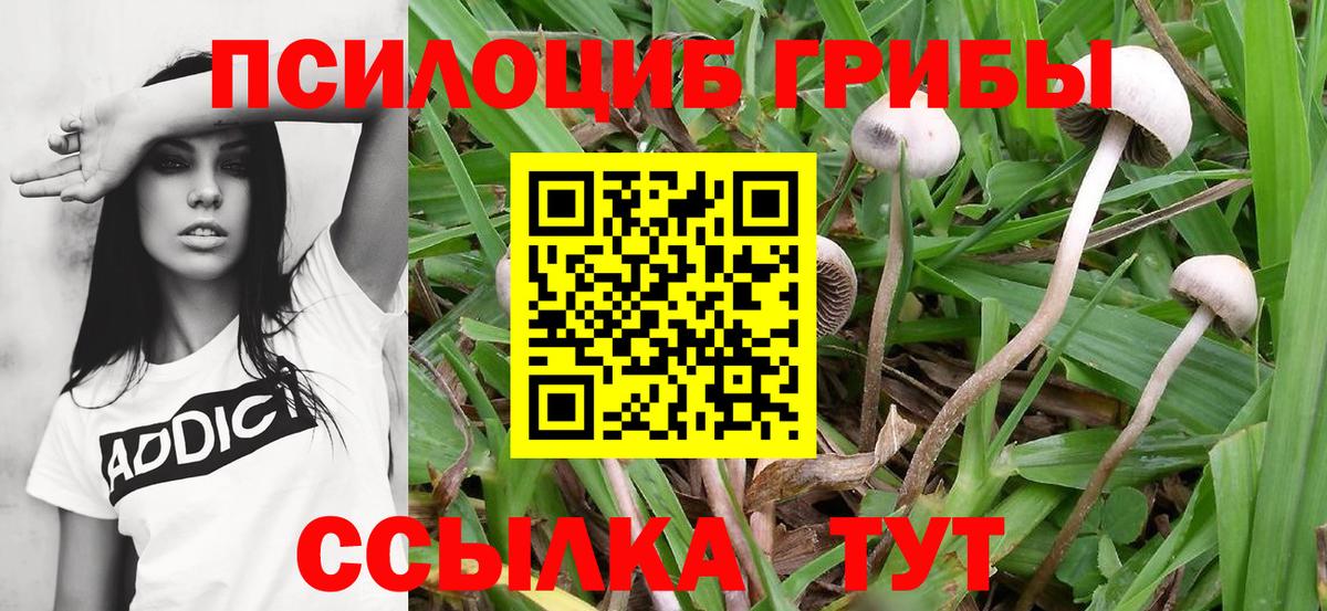 Псилоцибиновые грибы MAGIC MUSHROOMS Вязники