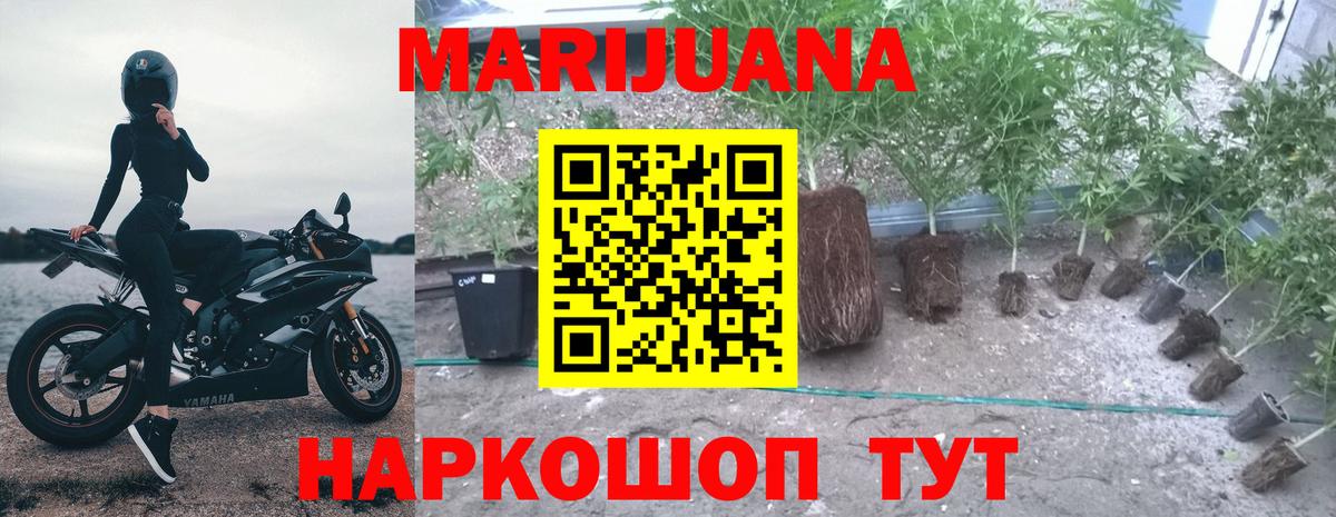 Бошки марихуана планчик  Шишки марихуана White Widow  Вязники  МАРИХУАНА Amnesia 